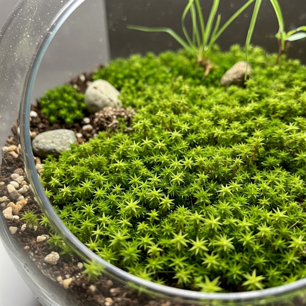 best moss for terrariums