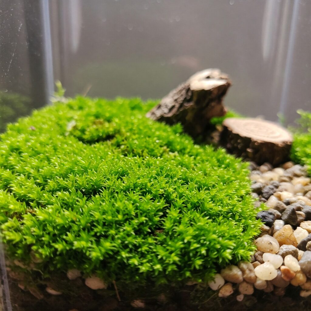 best moss for terrariums