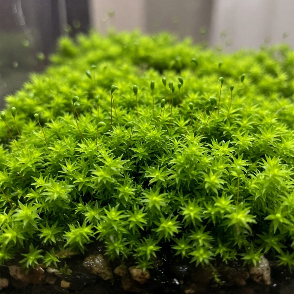 best moss for terrariums