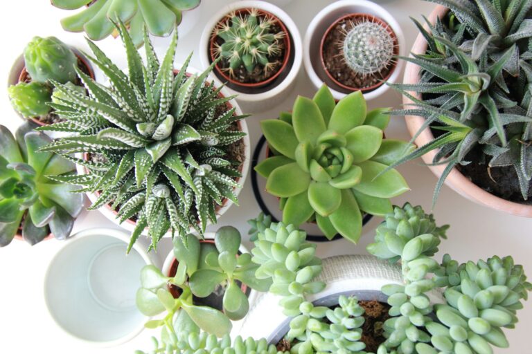 Can Succulents Survive In An Air Conditioned Room?