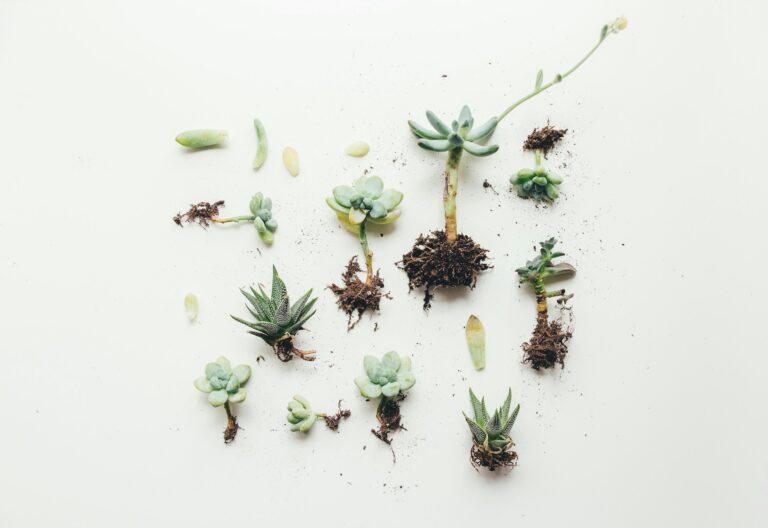 How To Identify Root Rot In Succulents