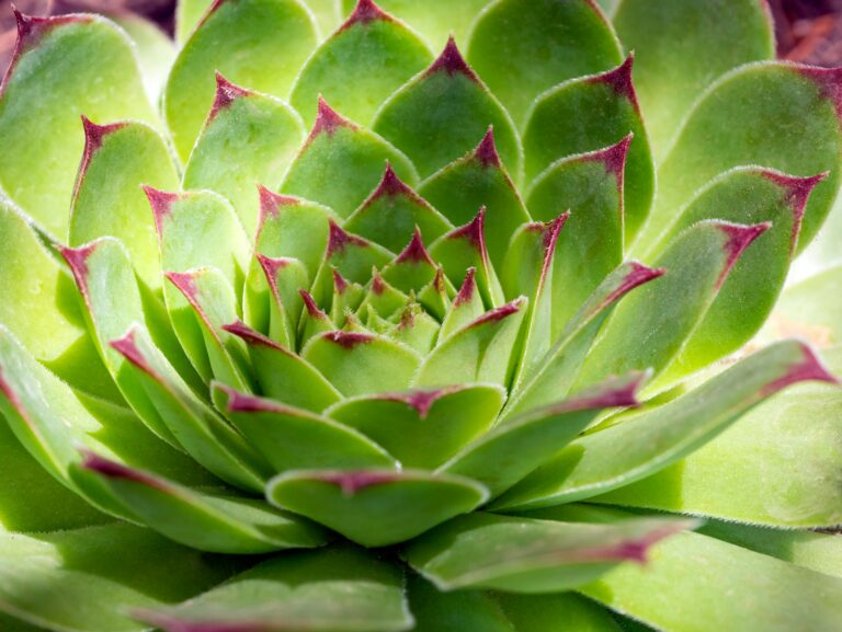 How To Revive A Dying Echeveria