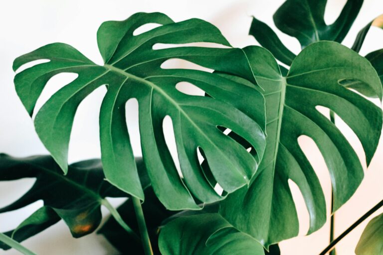 How To Water a Monstera Plant (Watering Schedule For Monstera)