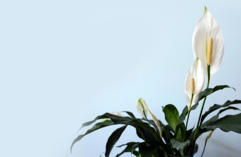 How To Care For Domino Peace Lily.