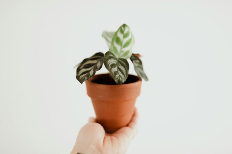 Why Are Your Calathea Dottie Leaves Turning Yellow?