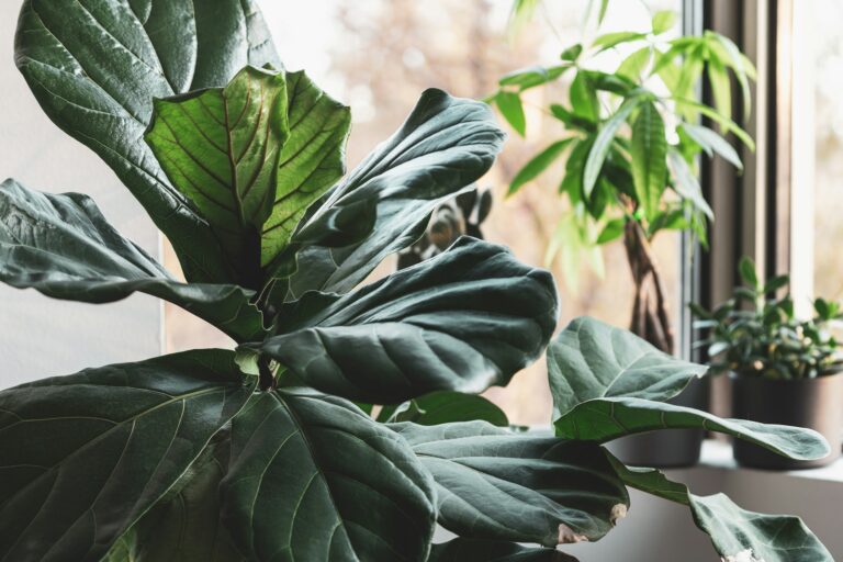 How To Water Your Fiddle Leaf Fig Plant