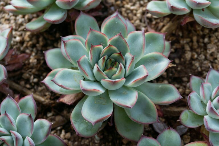 How To Save An Overwatered Succulent Plant