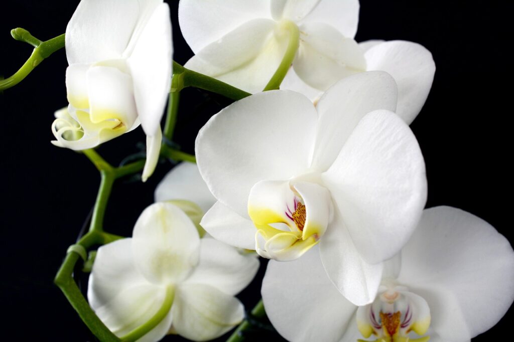 Grow Bare Root Orchids