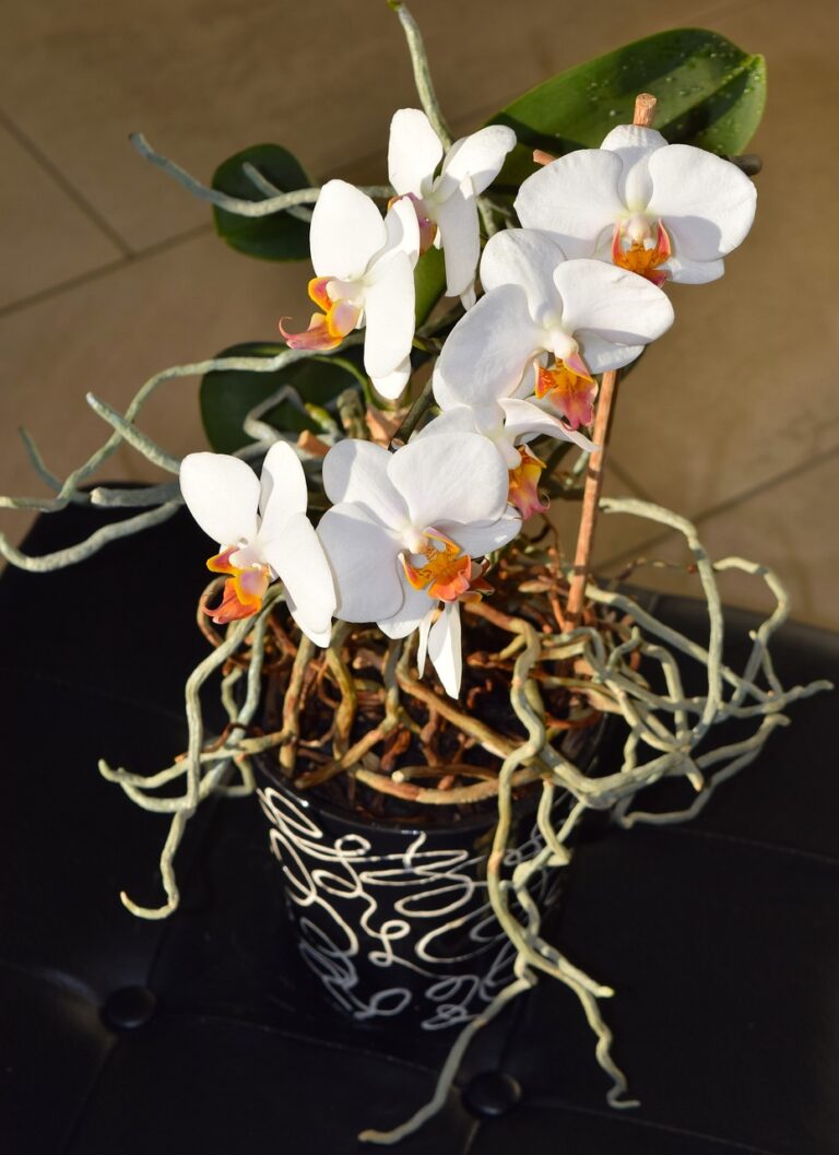 Bare Root Orchids