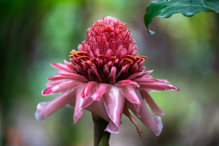 grow torch ginger lilies