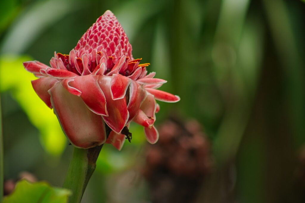 grow torch ginger lilies