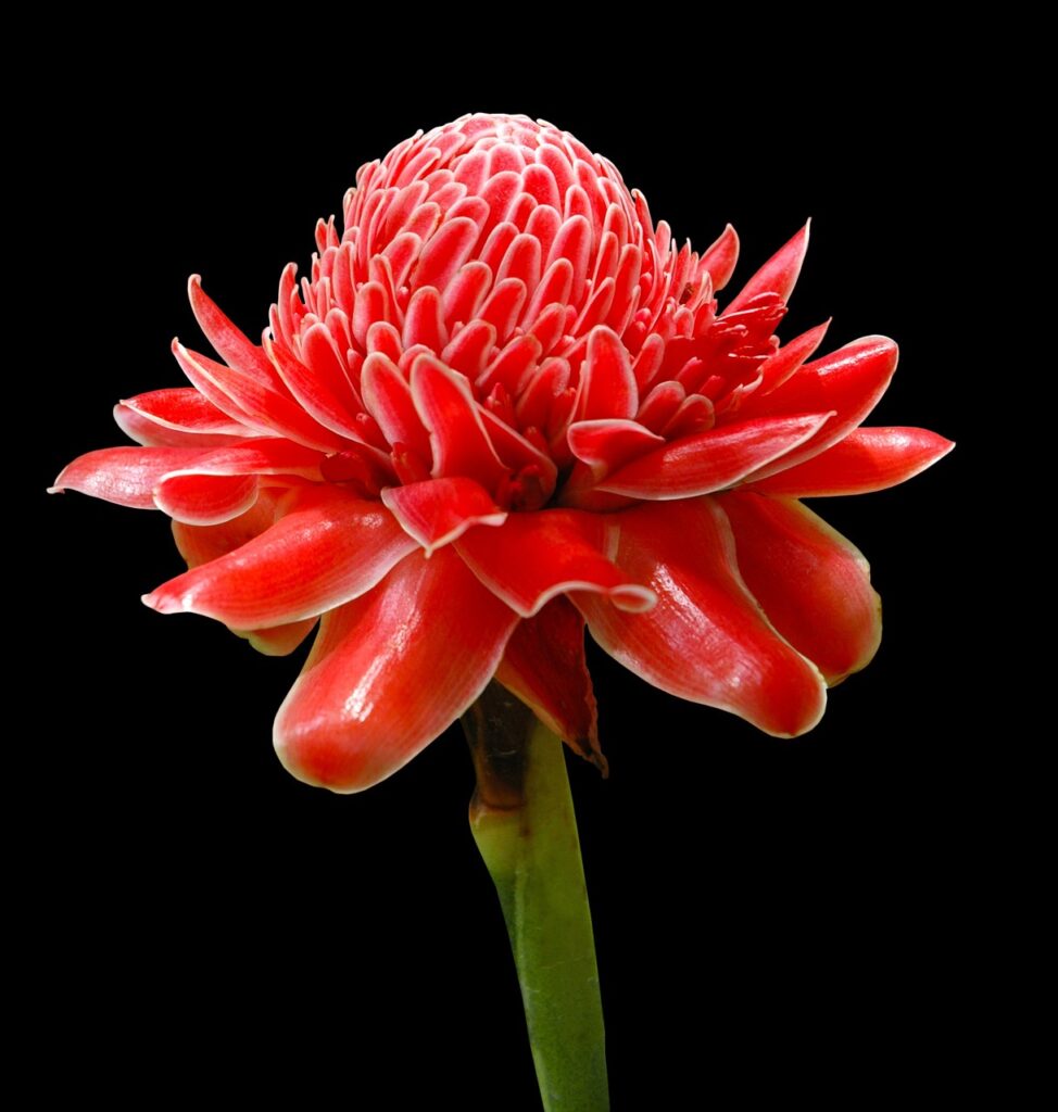 torch ginger lilies