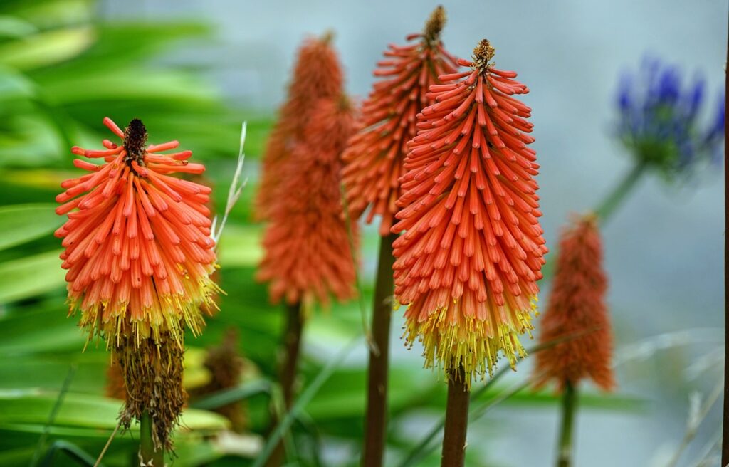 torch ginger lilies