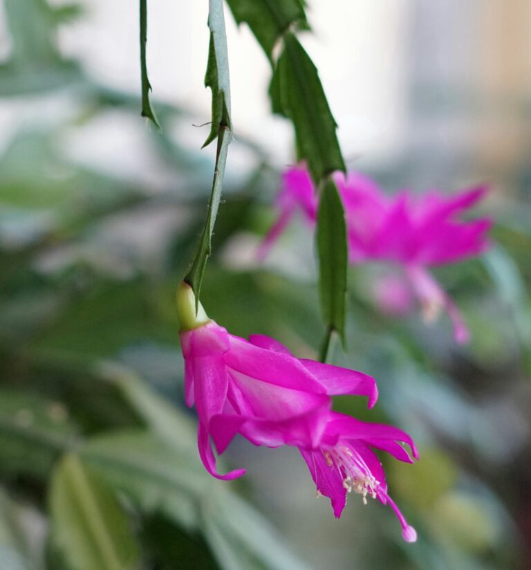 Caring for Christmas Cactus: A Guide to Potted Holiday Bliss