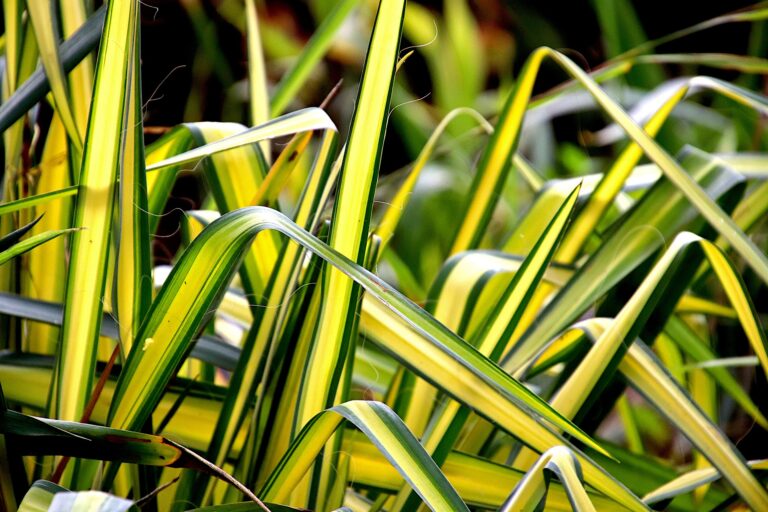 Propagating Spider Plants