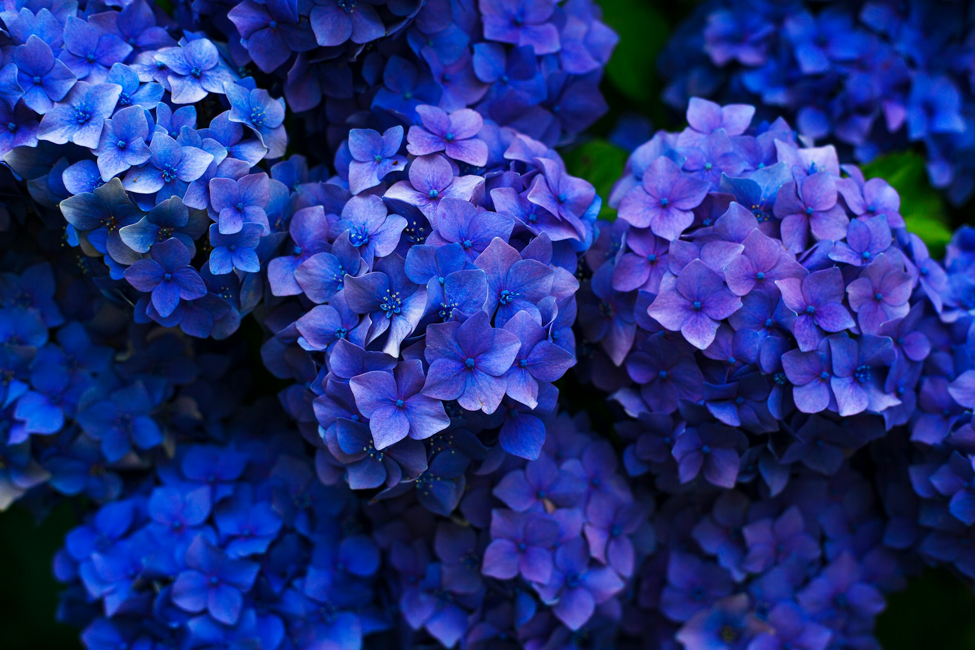 How to care for hydrangeas in pots