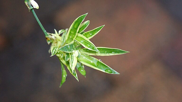 Growing Spider Plant Babies in Water: A Simple Guide