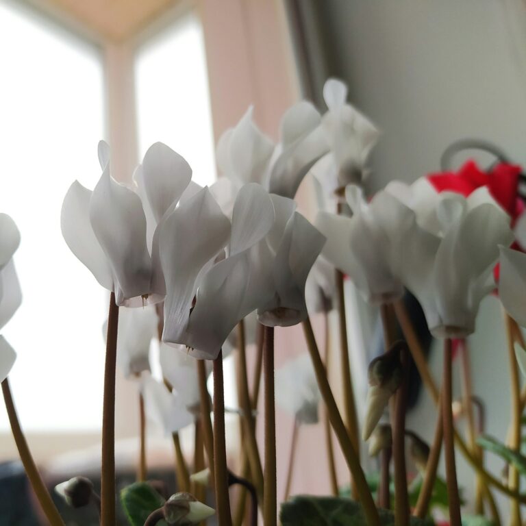 Potted Cyclamen Care: Keeping Your Houseplant Blooms Vibrant