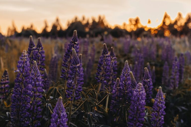 Lavender in Pots: 7 Expert Tips To Care For Lavender