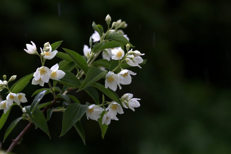 Jasmine Plant Care in Pots: Essential Tips for Fragrant Success