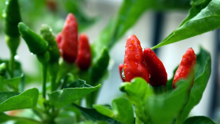 7 Essential Tips for Growing Healthy Chili Plants in Pots