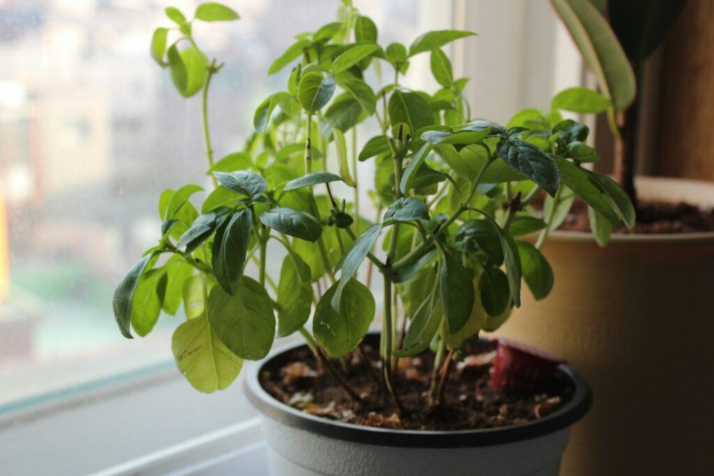 Indoor Basil Care