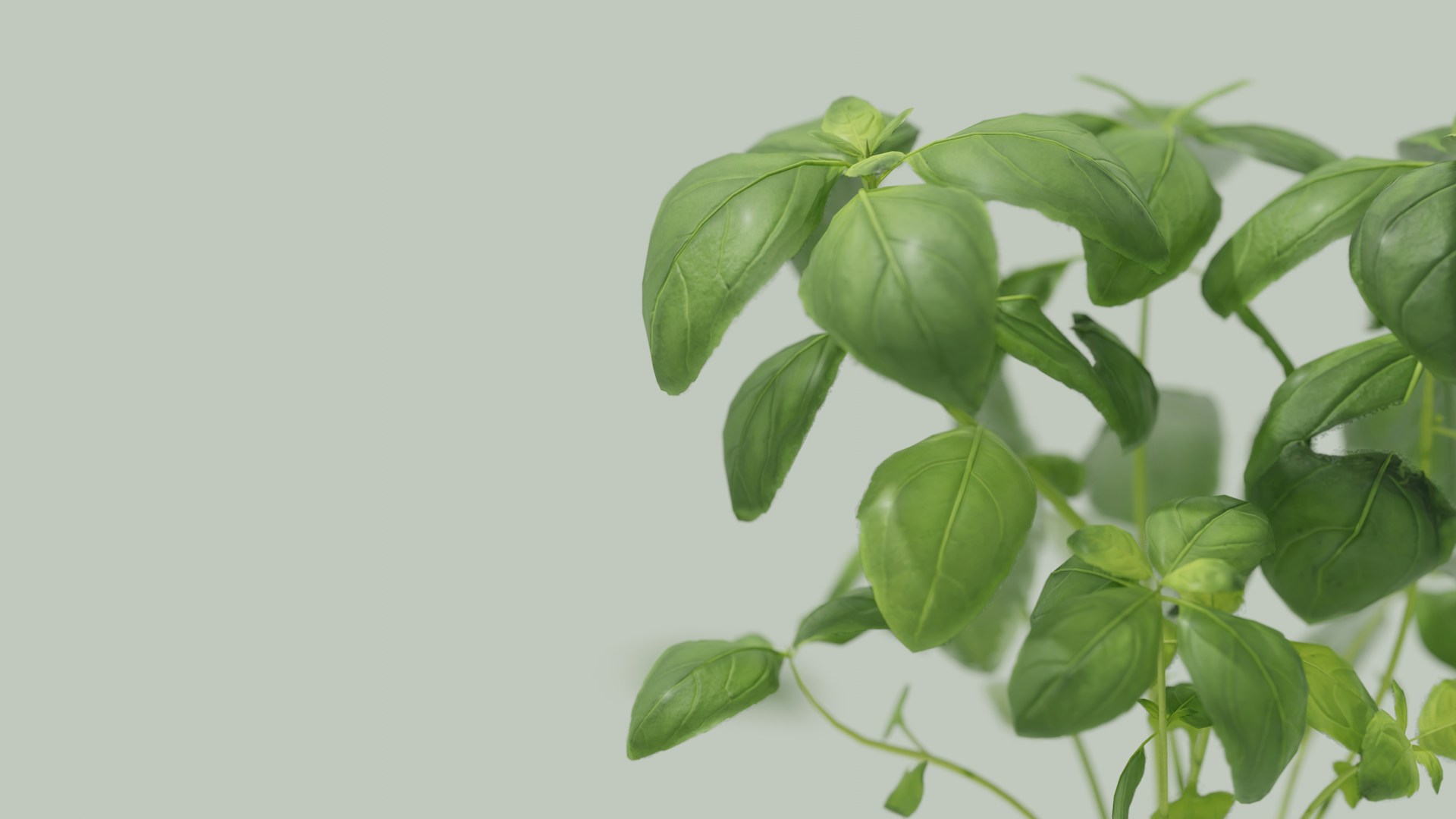 indoor basil care