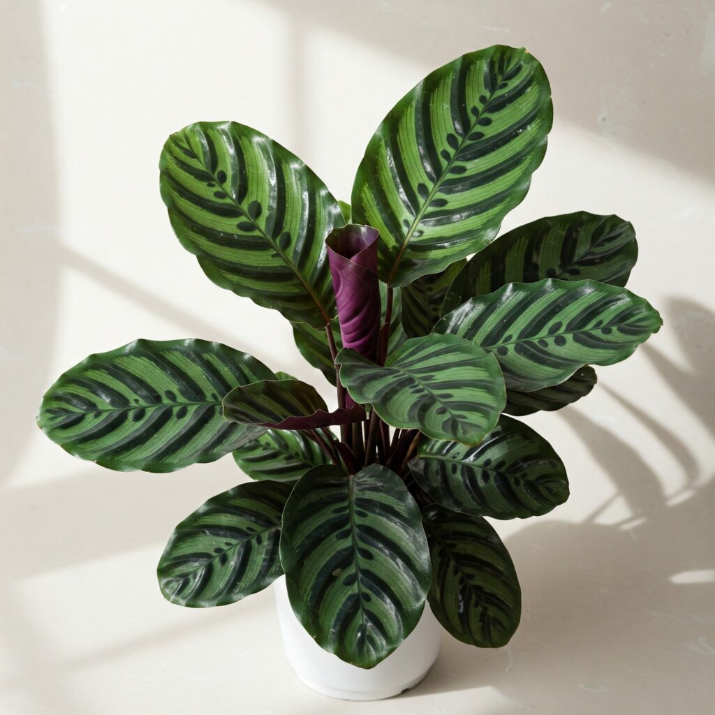 save a dying calathea