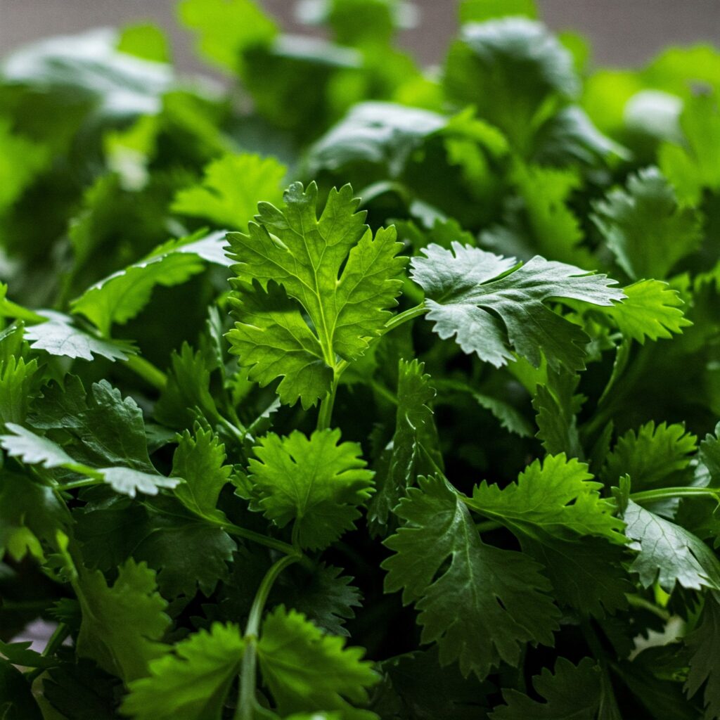 Care for a Cilantro Plant