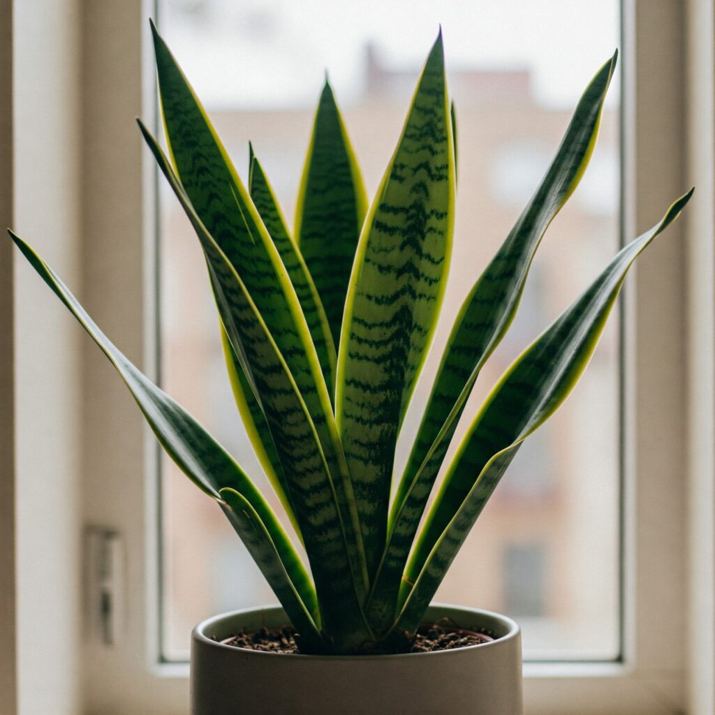 How to grow a snake plant

Snake plant care

Grow a snake plant