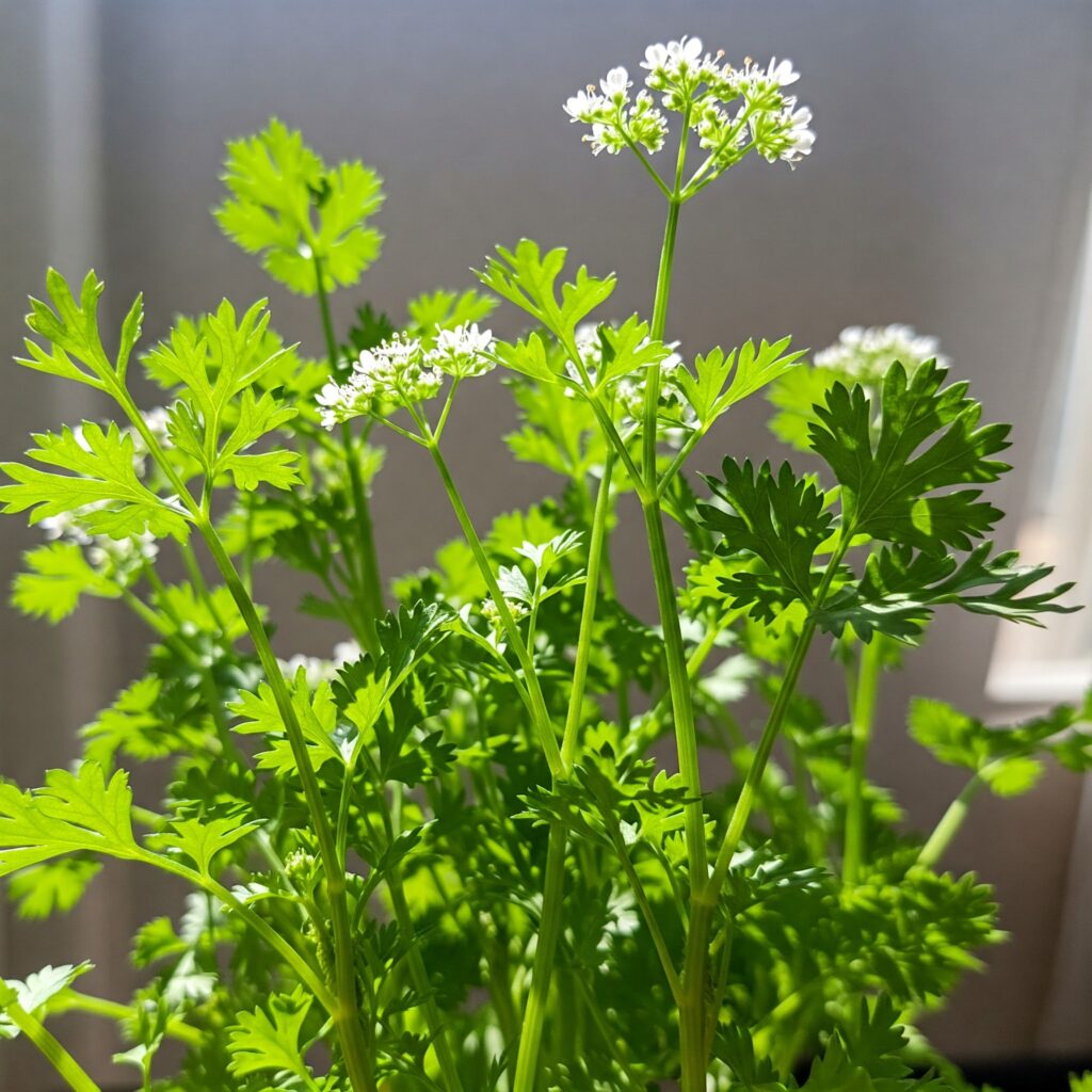 Care for a Cilantro Plant