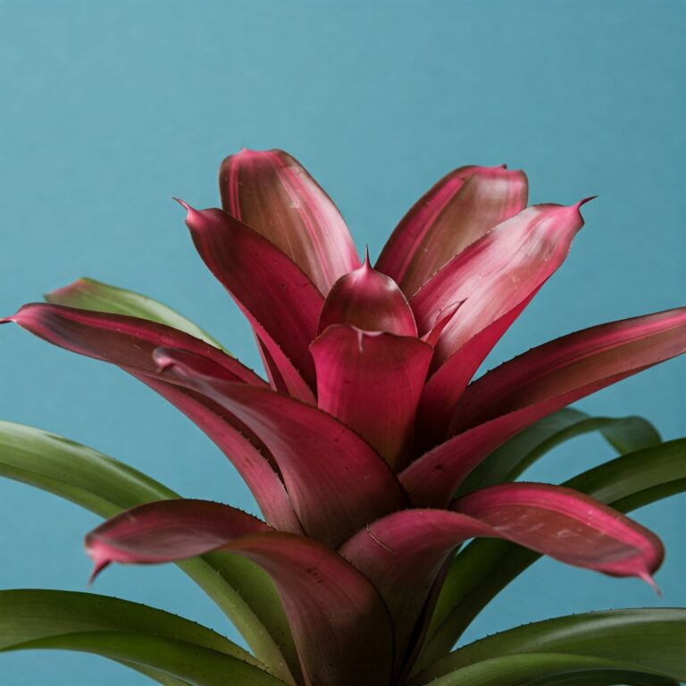 How to Care for Bromeliads in Pots – A Complete Guide